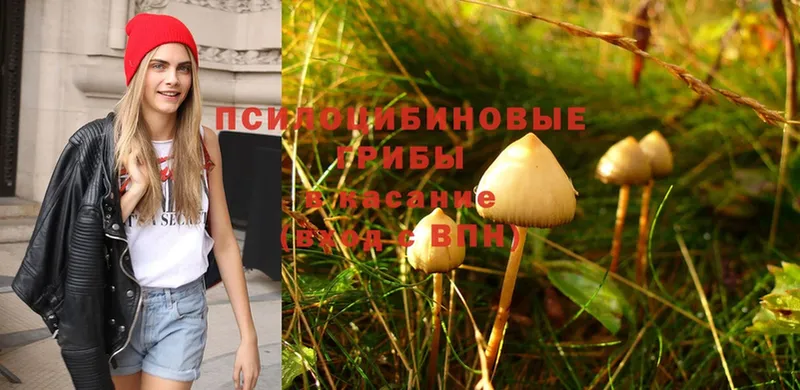 как найти наркотики  Шарыпово  kraken как войти  Галлюциногенные грибы Psilocybine cubensis 